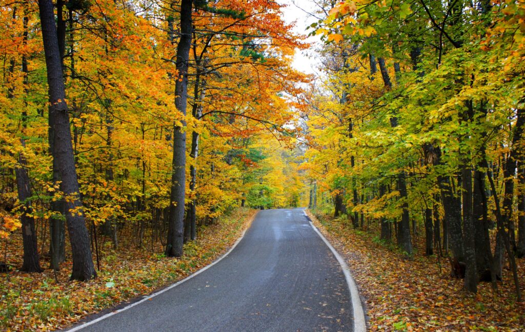 best fall leaves in chicago