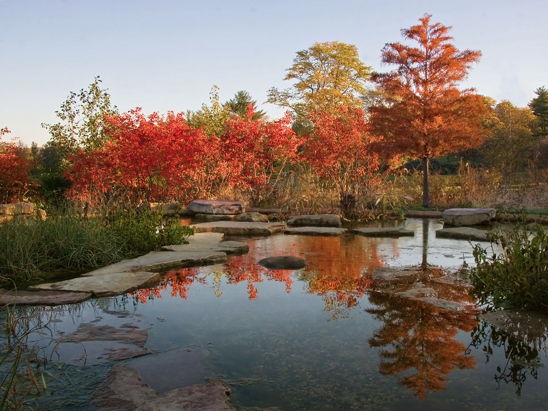 best fall leaves in chicago