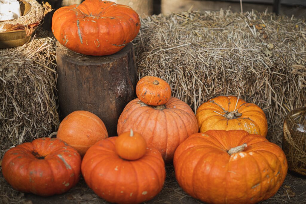 pumpkin patches near chicago